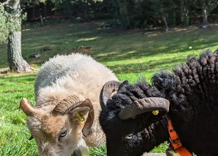 Hébergement de vacances Nature Au Chambon-sur-lignon: Terrasse, Wifi, Proche Activités Et Commerces - Fr-1-582-137 Le Chambon-sur-Lignon